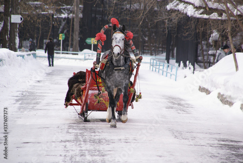 in the Park on the path runs a Piebald horse harnessed to a smart sleigh
