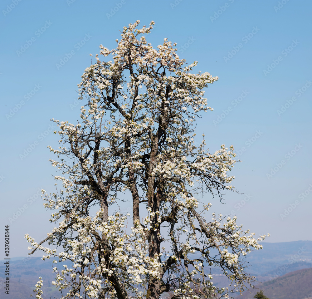 (Pyrus communis) Haute Cime pyramidale aux branches sans feuilles mais garnie de fleurs blanches du poirier commun sous un ceil bleu
