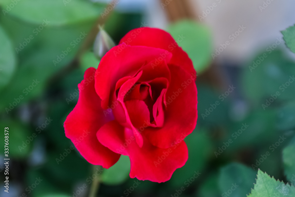 Fototapeta premium Red rose in garden