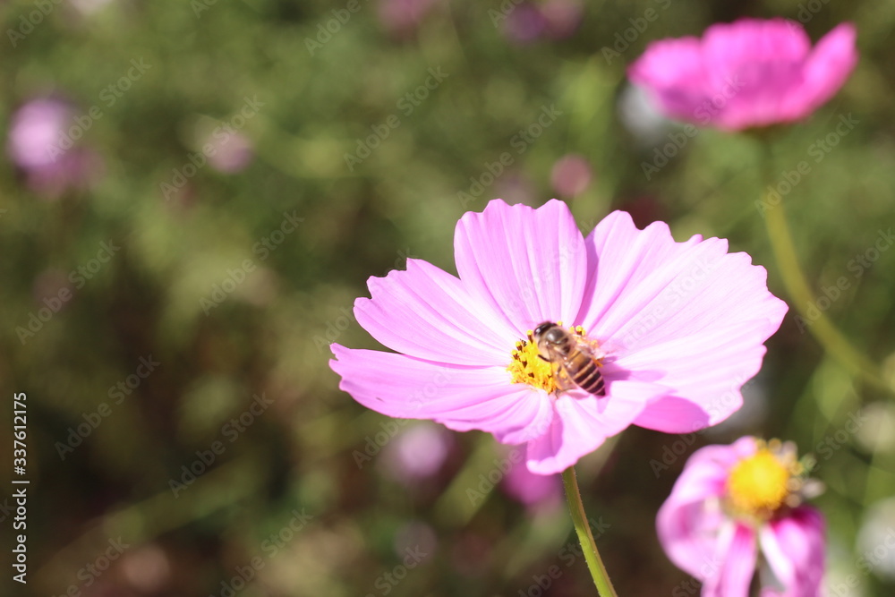 bee on pink flower bee on pink flower