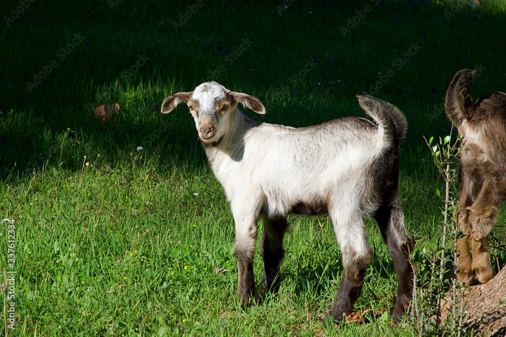 Obraz premium Young Goat Playing in the Pasture