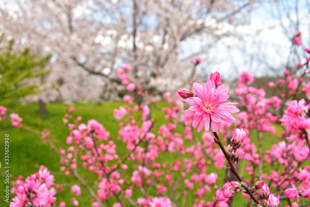 Obraz premium Image of Red peach blossom, cherry blossoms on background