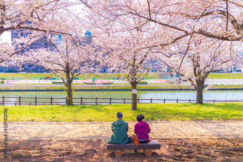 河川敷の桜　ベンチに座る老夫婦