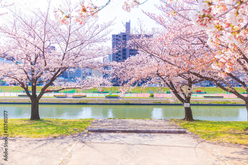 対岸のテニスコートと桜 photo