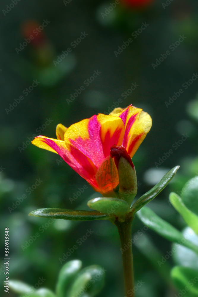 Flowers In Nature
Flowers In Nature
