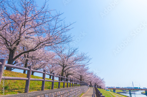 赤羽桜堤緑地　桜の道 photo