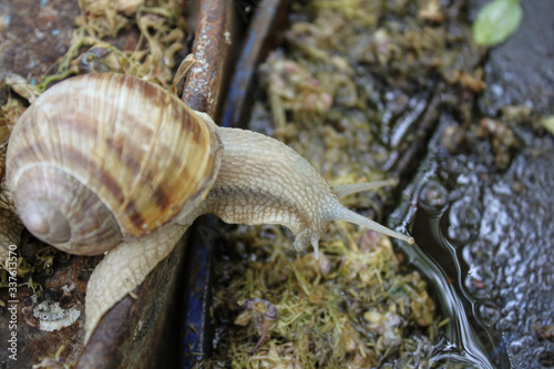 Snails after morning rain on metal barrels