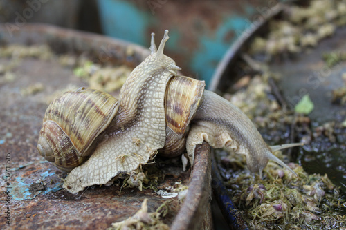 Snails after morning rain on metal barrels