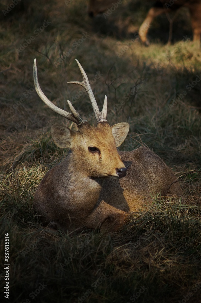 Obraz premium deer in the forest
