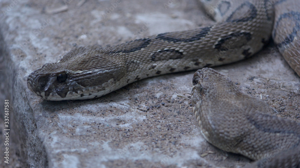 russell viper snake in the national park, Selective focus with blur background.
russell viper snake in the national park, Selective focus with blur background.