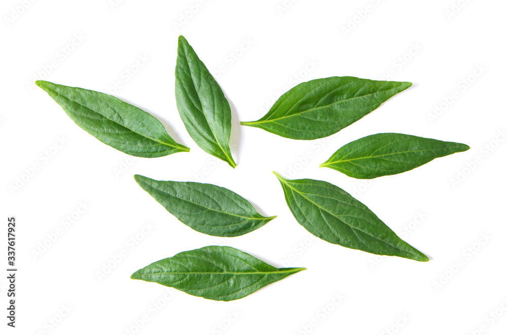 Kariyat or Andrographis paniculata green leaves on a white background top view