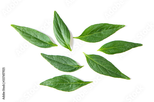 Kariyat or Andrographis paniculata green leaves on a white background top view