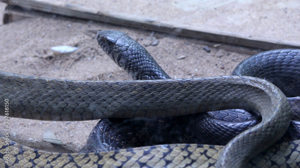 Obraz premium black rate snake in the national park, Selective focus with blur background. 