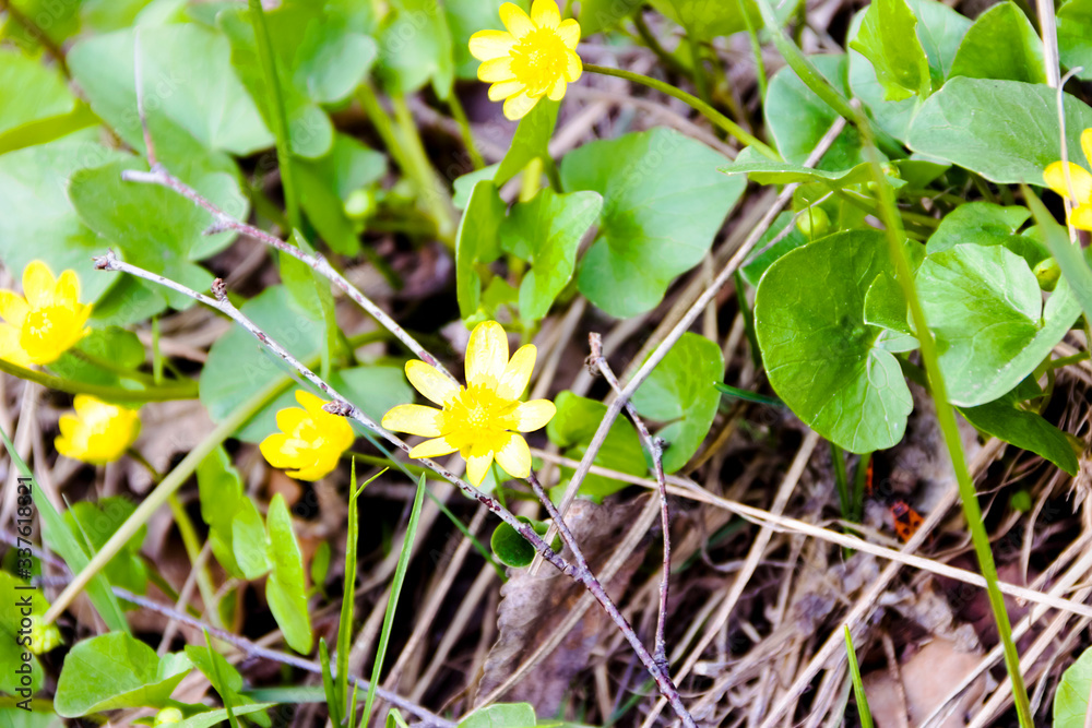 Buttercup, ficaria verna