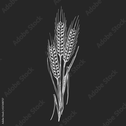 wheat drawing, illustration in black and white on isolated a black background,