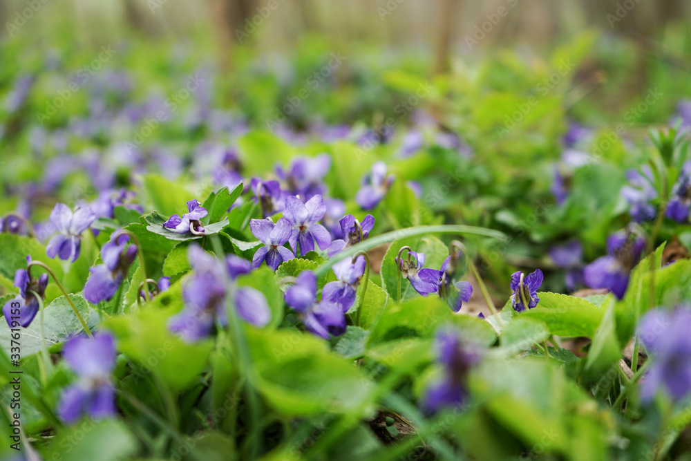 Lots of purple flowers in the green Lots of purple flowers in the green