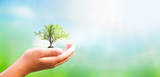 World Environment Day concept: hand holding tree and green background with sunshine