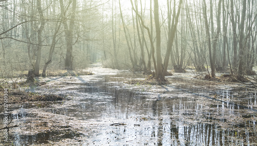 spring flooded forest in a light of sun