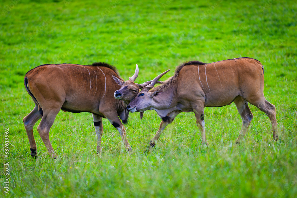 Antelopes in in the Cabarceno nature park. Cantabria. Northern coast of Spain Antelopes in in the Cabarceno nature park. Cantabria. Northern coast of Spain