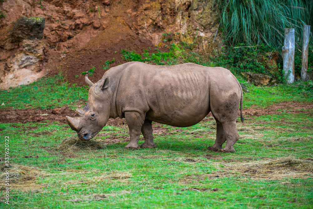Gorgeous rhino in the Cabarceno nature park. Cantabria. Northern coast of Spain Gorgeous rhino in the Cabarceno nature park. Cantabria. Northern coast of Spain