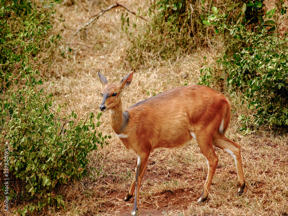 A dark brown bush buck antelope