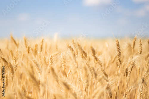closeup summer wheat field at the hot day  golden wheat ear on a blue sky background