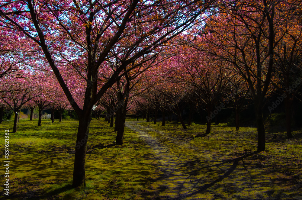 桜の森 桜の森