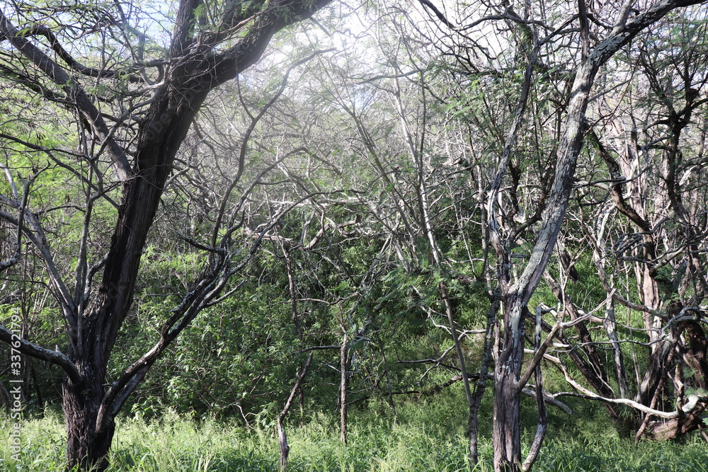 Naklejka premium Honolulu Diamond head and Honolulu beach