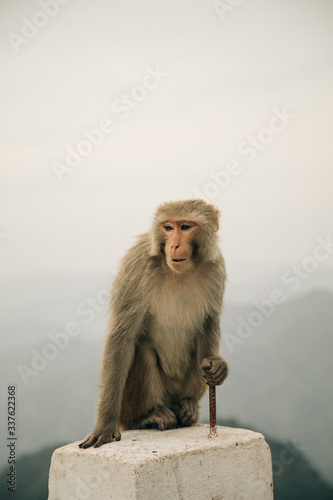 Red monkey Rhesus Macaque or Rhesus Monkeys eating closeup portrait on mountains background in India Rishikesh Mumbai Delhi