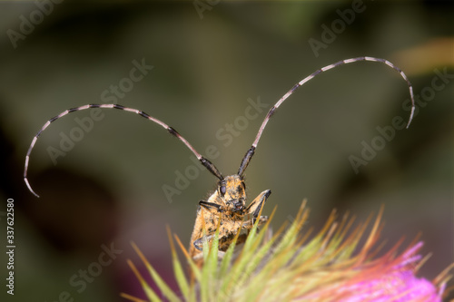 Front view of female beetle Saperda populnea, on a thistle flower © Pere Roura
