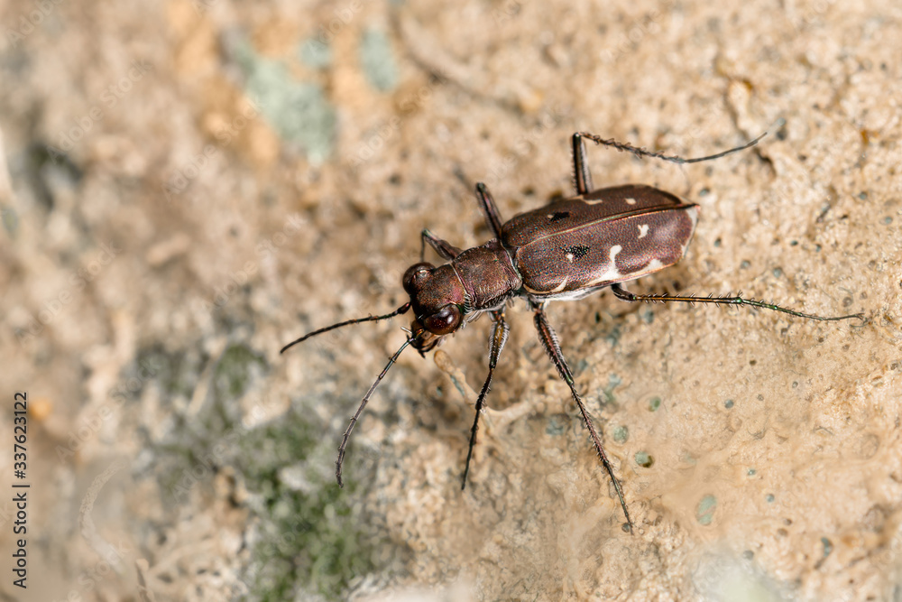 Macro view from above, beetle Cicindela hybrida, hunting on a mud raft Macro view from above, beetle Cicindela hybrida, hunting on a mud raft