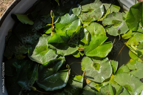 Lotus leaf in the water