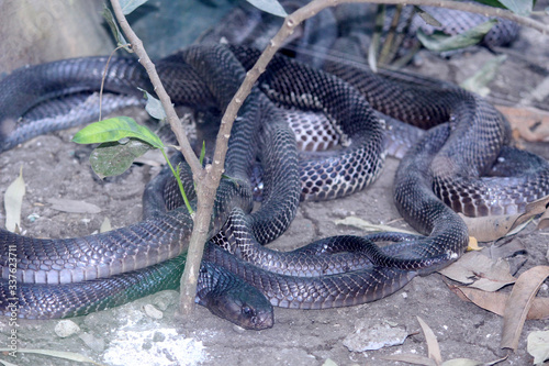 black cobra snake in the national park, Selective focus with blur background. 