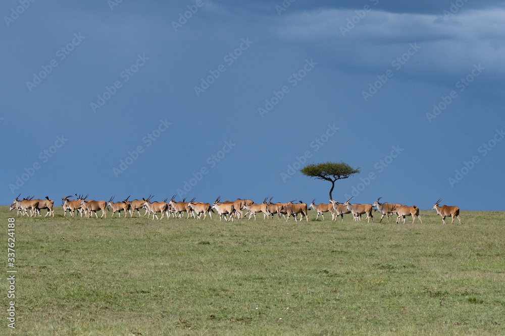 Obraz premium Large herd of Eland in the Kenyan savannah