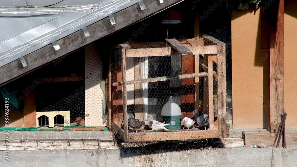 Slow motion of Domestic pigeons in a Dovecote, a Pigeon House in the attic of an old building Slow motion of Domestic pigeons in a Dovecote, a Pigeon House in the attic of an old building