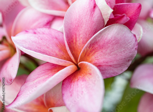 Pink Plumeria flowers close up with beautiful petals