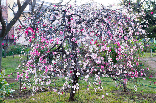 Wallpaper Mural ハナモモ　花桃　桃の花 　桃　Peachblossom Torontodigital.ca