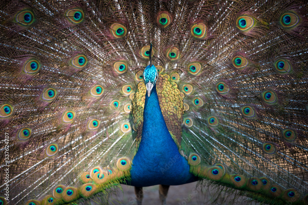 Obraz premium Magnificent Peacock 