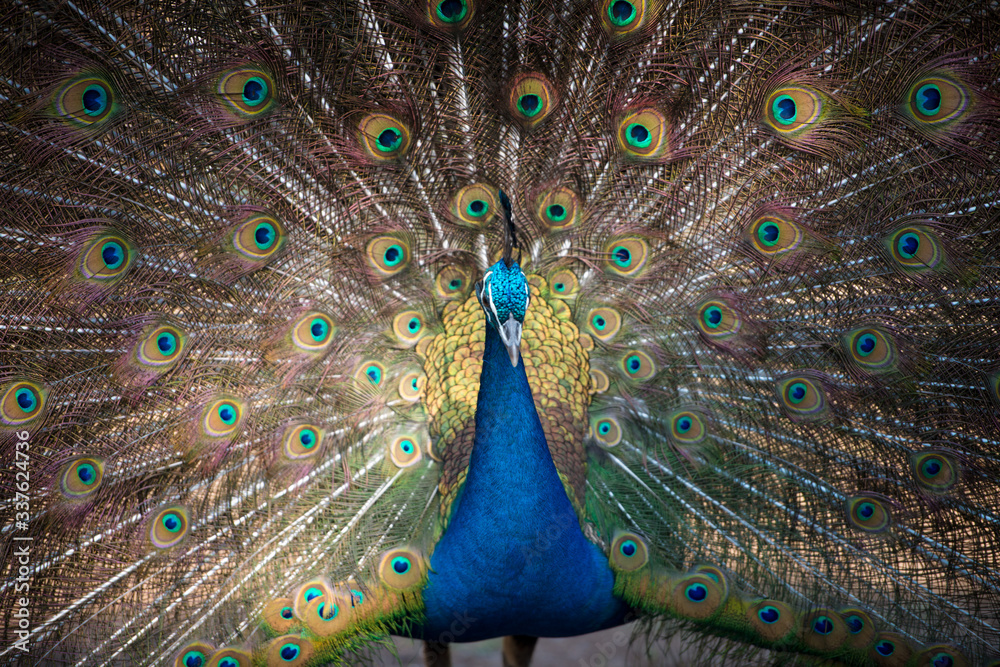 Obraz premium Magnificent Peacock 