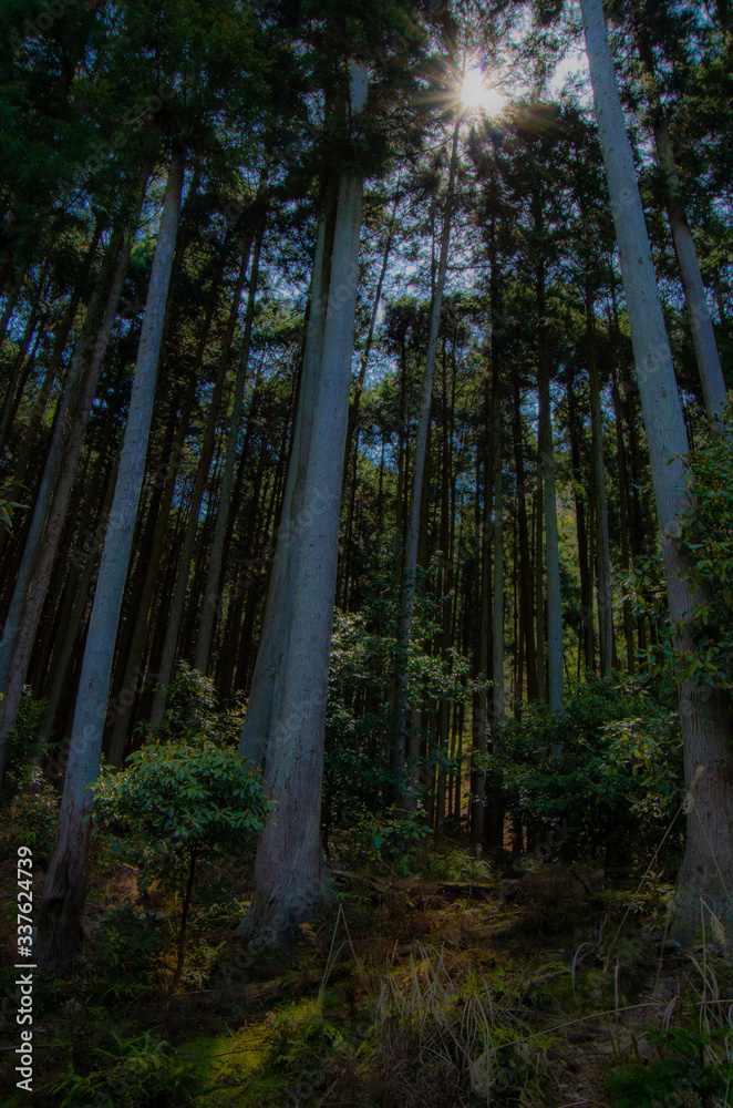 Fototapeta premium 晴れた日の森