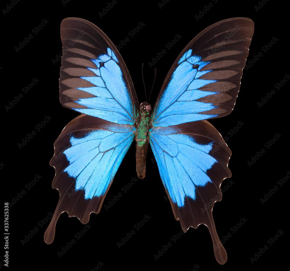 Blue emperor butterfly isolated on a black background