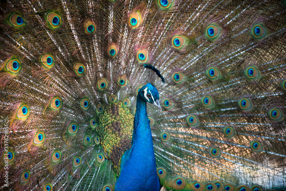 Obraz premium Magnificent Peacock 