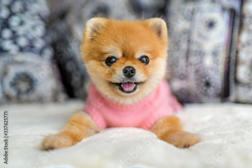 Pomeranian dogs Boo