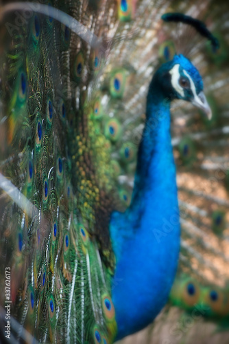 Magnificent Peacock 