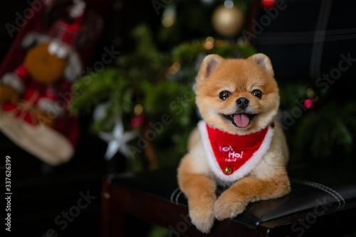 dog in santa hat