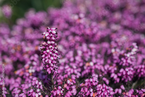 A close view of pink blooming heather  erica  on the spring rock garden