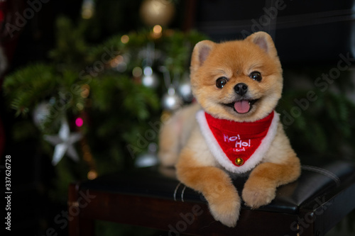 Pomeranian dogs Boo