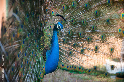 Magnificent Peacock 