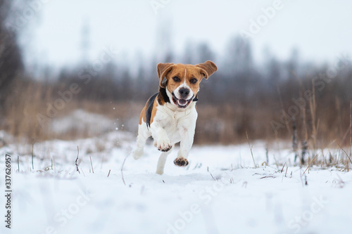 Portrait of a Beagle dog at walk in winter