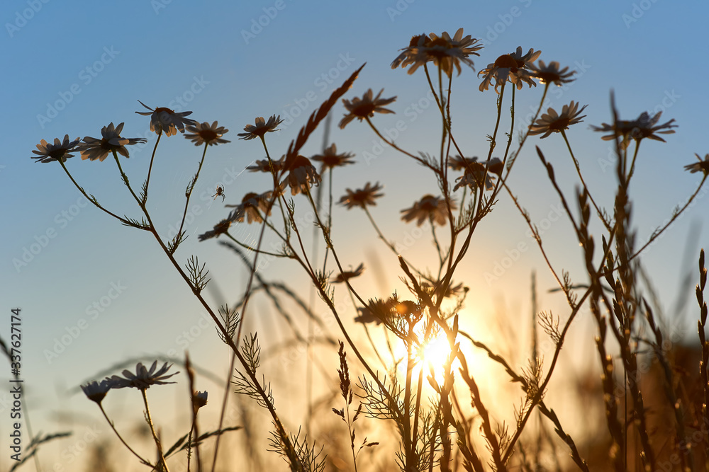 Obraz premium Wildflowers in the setting sun with a spider web and a spider. Photo of wildflowers with artistic flare and blur. Spider web with wildflowers. Wildflowers photo wallpaper.